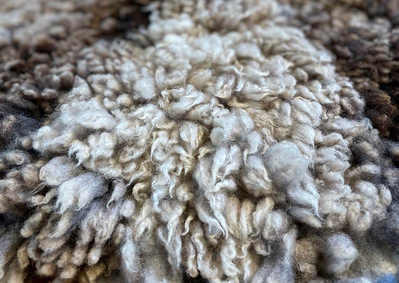 Gutschein – Fellfilzen Workshop: Ein ganzes Schafwollfell filzen. Tagesworkshop von 8-19 Uhr. Inklusive Verpflegung und sämtliches Material. Keine Vorkenntnisse nötig. Du hast in diesem Workshop Zeit um ein grosses Schafwollfell zu filzen (Wolle von einem ganzen Schaf). Ein weiches, flauschiges Fell bereichert jede Seele und verströmt die richtige Portion «Gemütlichkeit» in deinem Zuhause. Gefilzte Felle sind Zeugen vom freien Leben der Schafe, sie sind pur, natürlich und aus 100 % Wolle, ganz ohne Leder. Ich bringe dir Schritt für Schritt bei, wie du ein eigenes, handgefertigtes Schaffell herstellst. Dabei werden wir die geschorene, unbehandelte Rohwolle von glücklichen Schafen mit Wasser und Seife so verarbeiten, dass ihre Felloptik möglichst erhalten bleibt. Die Rückseite darfst du individuell gestalten. Fellfilzen ist ein schmutziger aber sinnlicher Job.