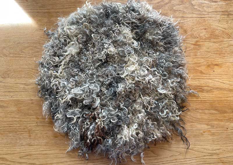 Gutschein – Fellfilzen Workshop: Ein Locken-Sitzfell filzen. Halbtagesworkshop von 13-19 Uhr. Inklusive Verpflegung und sämtliches Material. Keine Vorkenntnisse nötig. Du hast in diesem Workshop Zeit um ein Sitz- oder Dekokissen mit den Locken vom Gotland-Pelzschafe oder dem Wensleydale zu filzen. Die edle Wolle glänzt wie Seide, ist etwas schwerer und fühlt sich extrem fein und weich an. Auch die welligen langen Wolllocken vom Zackelschaf können in diesem Workshop zu einem Sitzfell gefilzt werden. Für die Herstellung solcher Felle braucht es viel Geduld und Handarbeit, da die Locken nicht zusammenhängend sind. Locken für Locken legen wir sorgsam in die Form - und ja, es lohnt sich, die Unikate schmücken märchenhaft hygge den Wohnbereich und sind ein Magnet für Auge und Hand.
Ich versuche, jederzeit eine möglichst reiche Auswahl an Schafrassen bei Jawoll vorrätig zu haben - das ist jedoch abhängig von der Schur, der Wollqualität und den Möglichkeiten, die Wolle zu beziehen. Seid offen, welche Wolle die Schafe uns zum Fertigen der Lockenfelle schenken – wir arbeiten mit dem sonnigen Rohstoff, den wir zum Zeitpunkt des Workshops zur Verfügung haben. 

Ein weiches, flauschiges Fell bereichert jede Seele und verströmt die richtige Portion «Gemütlichkeit» in deinem Zuhause. Gefilzte Felle sind Zeugen vom freien Leben der Schafe, sie sind pur, natürlich und aus 100 % Wolle, ganz ohne Leder. Ich bringe dir Schritt für Schritt bei, wie du ein eigenes, handgefertigtes Schaffell herstellst. Dabei werden wir die geschorene, unbehandelte Rohwolle von glücklichen Schafen mit Wasser und Seife so verarbeiten, dass ihre Felloptik möglichst erhalten bleibt. Die Rückseite darfst du individuell gestalten. Fellfilzen ist ein schmutziger aber sinnlicher Job.