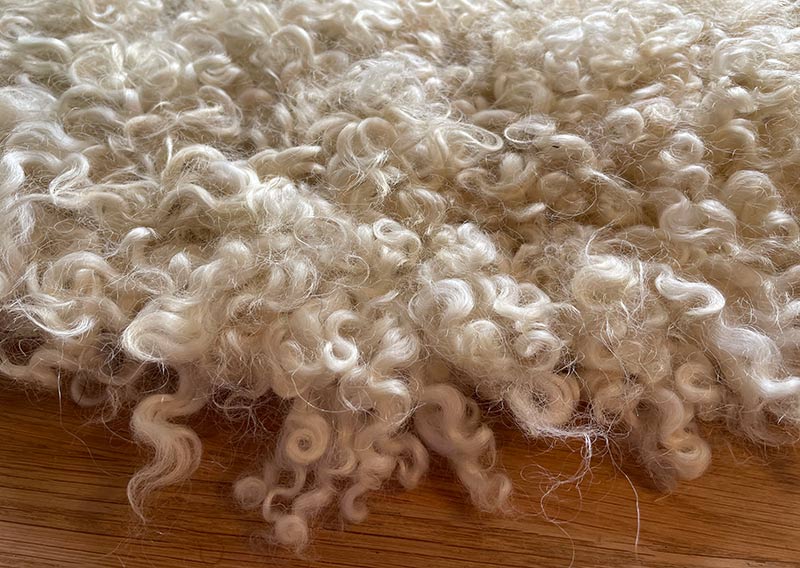 Gutschein – Fellfilzen Workshop: Ein Locken-Sitzfell filzen. Halbtagesworkshop von 13-19 Uhr. Inklusive Verpflegung und sämtliches Material. Keine Vorkenntnisse nötig. Du hast in diesem Workshop Zeit um ein Sitz- oder Dekokissen mit den Locken vom Gotland-Pelzschafe oder dem Wensleydale zu filzen. Die edle Wolle glänzt wie Seide, ist etwas schwerer und fühlt sich extrem fein und weich an. Auch die welligen langen Wolllocken vom Zackelschaf können in diesem Workshop zu einem Sitzfell gefilzt werden. Für die Herstellung solcher Felle braucht es viel Geduld und Handarbeit, da die Locken nicht zusammenhängend sind. Locken für Locken legen wir sorgsam in die Form - und ja, es lohnt sich, die Unikate schmücken märchenhaft hygge den Wohnbereich und sind ein Magnet für Auge und Hand.
Ich versuche, jederzeit eine möglichst reiche Auswahl an Schafrassen bei Jawoll vorrätig zu haben - das ist jedoch abhängig von der Schur, der Wollqualität und den Möglichkeiten, die Wolle zu beziehen. Seid offen, welche Wolle die Schafe uns zum Fertigen der Lockenfelle schenken – wir arbeiten mit dem sonnigen Rohstoff, den wir zum Zeitpunkt des Workshops zur Verfügung haben. 

Ein weiches, flauschiges Fell bereichert jede Seele und verströmt die richtige Portion «Gemütlichkeit» in deinem Zuhause. Gefilzte Felle sind Zeugen vom freien Leben der Schafe, sie sind pur, natürlich und aus 100 % Wolle, ganz ohne Leder. Ich bringe dir Schritt für Schritt bei, wie du ein eigenes, handgefertigtes Schaffell herstellst. Dabei werden wir die geschorene, unbehandelte Rohwolle von glücklichen Schafen mit Wasser und Seife so verarbeiten, dass ihre Felloptik möglichst erhalten bleibt. Die Rückseite darfst du individuell gestalten. Fellfilzen ist ein schmutziger aber sinnlicher Job.