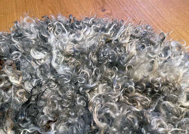 Gutschein – Fellfilzen Workshop: Zwei Locken-Sitzfelle filzen. Tagesworkshop von 8-19 Uhr. Inklusive Verpflegung und sämtliches Material. Keine Vorkenntnisse nötig. Du hast in diesem Workshop Zeit um zwei Sitz- oder Dekokissen mit den Locken vom Gotland-Pelzschafe oder dem Wensleydale zu filzen. Die edle Wolle glänzt wie Seide, ist etwas schwerer und fühlt sich extrem fein und weich an. Auch die welligen langen Wolllocken vom Zackelschaf können in diesem Workshop zu einem Sitzfell gefilzt werden. Für die Herstellung solcher Felle braucht es viel Geduld und Handarbeit, da die Locken nicht zusammenhängend sind. Locken für Locken legen wir sorgsam in die Form - und ja, es lohnt sich, die Unikate schmücken märchenhaft hygge den Wohnbereich und sind ein Magnet für Auge und Hand.
Ich versuche, jederzeit eine möglichst reiche Auswahl an Schafrassen bei Jawoll vorrätig zu haben - das ist jedoch abhängig von der Schur, der Wollqualität und den Möglichkeiten, die Wolle zu beziehen. Seid offen, welche Wolle die Schafe uns zum Fertigen der Lockenfelle schenken – wir arbeiten mit dem sonnigen Rohstoff, den wir zum Zeitpunkt des Workshops zur Verfügung haben. 

Ein weiches, flauschiges Fell bereichert jede Seele und verströmt die richtige Portion «Gemütlichkeit» in deinem Zuhause. Gefilzte Felle sind Zeugen vom freien Leben der Schafe, sie sind pur, natürlich und aus 100 % Wolle, ganz ohne Leder. Ich bringe dir Schritt für Schritt bei, wie du ein eigenes, handgefertigtes Schaffell herstellst. Dabei werden wir die geschorene, unbehandelte Rohwolle von glücklichen Schafen mit Wasser und Seife so verarbeiten, dass ihre Felloptik möglichst erhalten bleibt. Die Rückseite darfst du individuell gestalten. Fellfilzen ist ein schmutziger aber sinnlicher Job.