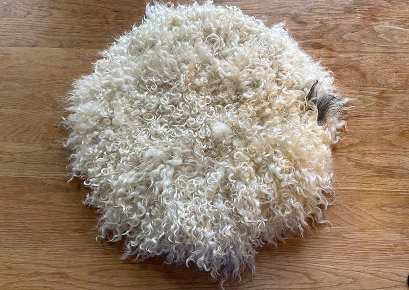 Gutschein – Fellfilzen Workshop: Zwei Locken-Sitzfelle filzen. Tagesworkshop von 8-19 Uhr. Inklusive Verpflegung und sämtliches Material. Keine Vorkenntnisse nötig. Du hast in diesem Workshop Zeit um zwei Sitz- oder Dekokissen mit den Locken vom Gotland-Pelzschafe oder dem Wensleydale zu filzen. Die edle Wolle glänzt wie Seide, ist etwas schwerer und fühlt sich extrem fein und weich an. Auch die welligen langen Wolllocken vom Zackelschaf können in diesem Workshop zu einem Sitzfell gefilzt werden. Für die Herstellung solcher Felle braucht es viel Geduld und Handarbeit, da die Locken nicht zusammenhängend sind. Locken für Locken legen wir sorgsam in die Form - und ja, es lohnt sich, die Unikate schmücken märchenhaft hygge den Wohnbereich und sind ein Magnet für Auge und Hand.
Ich versuche, jederzeit eine möglichst reiche Auswahl an Schafrassen bei Jawoll vorrätig zu haben - das ist jedoch abhängig von der Schur, der Wollqualität und den Möglichkeiten, die Wolle zu beziehen. Seid offen, welche Wolle die Schafe uns zum Fertigen der Lockenfelle schenken – wir arbeiten mit dem sonnigen Rohstoff, den wir zum Zeitpunkt des Workshops zur Verfügung haben. 

Ein weiches, flauschiges Fell bereichert jede Seele und verströmt die richtige Portion «Gemütlichkeit» in deinem Zuhause. Gefilzte Felle sind Zeugen vom freien Leben der Schafe, sie sind pur, natürlich und aus 100 % Wolle, ganz ohne Leder. Ich bringe dir Schritt für Schritt bei, wie du ein eigenes, handgefertigtes Schaffell herstellst. Dabei werden wir die geschorene, unbehandelte Rohwolle von glücklichen Schafen mit Wasser und Seife so verarbeiten, dass ihre Felloptik möglichst erhalten bleibt. Die Rückseite darfst du individuell gestalten. Fellfilzen ist ein schmutziger aber sinnlicher Job.