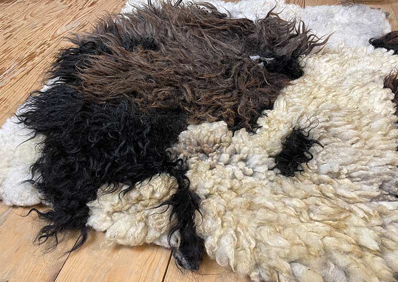 Filzfell aus drei Schafrassen – Ein kunstvolles Unikat.
Dieses aussergewöhnliche Filzfell vereint die Wolle von drei verschiedenen Schafrassen zu einem harmonischen Kunstwerk. Die dunklen, langen Strähnen des Ouessantschafs (ZH) bilden den Mittelpunkt, umrahmt vom tiefschwarzen, leicht gelockten Walliser Landschaf (VS) und dem knuffig-weichen, elfenbeinfarbenen Spiegelschaf (GR). Die Mischung aus Farben und Strukturen macht dieses Stück einzigartig.

Ob als Fellteppich im Wohnbereich, gemütliche Sofadecke oder wärmende Spiel- und Leseoase auf kalten Böden – dieses handgefertigte Unikat bringt Wärme und Charakter in dein Zuhause. Die graue Filzrückseite sorgt für Stabilität und Robustheit, während eine liebevoll gestaltete Eule darauf das Design abrundet.

Ein kunstvolles Naturstück, das nicht nur gemütlich, sondern auch ein echter Blickfang ist.