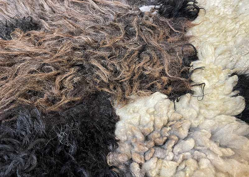 Filzfell aus drei Schafrassen – Ein kunstvolles Unikat.
Dieses aussergewöhnliche Filzfell vereint die Wolle von drei verschiedenen Schafrassen zu einem harmonischen Kunstwerk. Die dunklen, langen Strähnen des Ouessantschafs (ZH) bilden den Mittelpunkt, umrahmt vom tiefschwarzen, leicht gelockten Walliser Landschaf (VS) und dem knuffig-weichen, elfenbeinfarbenen Spiegelschaf (GR). Die Mischung aus Farben und Strukturen macht dieses Stück einzigartig.

Ob als Fellteppich im Wohnbereich, gemütliche Sofadecke oder wärmende Spiel- und Leseoase auf kalten Böden – dieses handgefertigte Unikat bringt Wärme und Charakter in dein Zuhause. Die graue Filzrückseite sorgt für Stabilität und Robustheit, während eine liebevoll gestaltete Eule darauf das Design abrundet.

Ein kunstvolles Naturstück, das nicht nur gemütlich, sondern auch ein echter Blickfang ist.