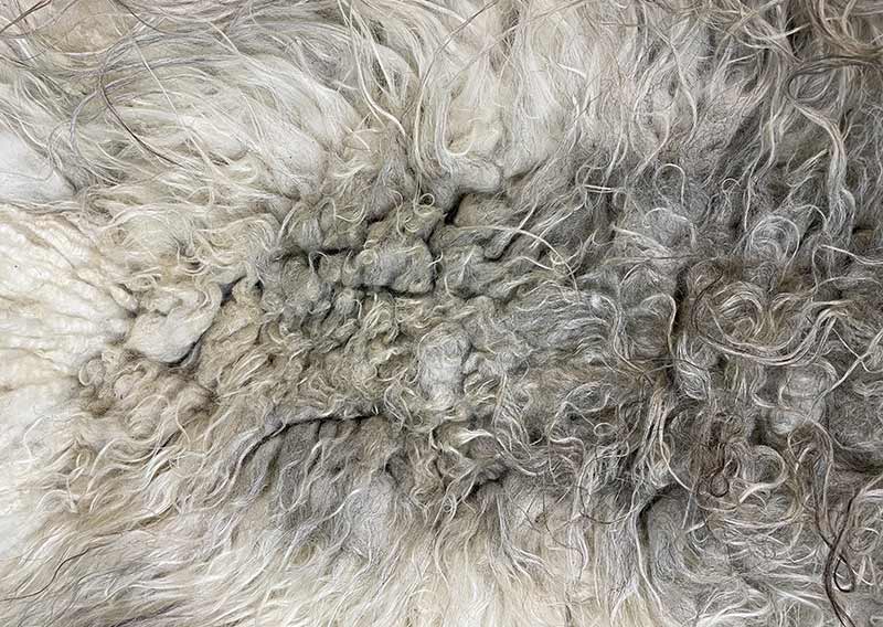 Die Wilde. 
Dieses besondere Filzfell stammt vom Drenthe Heideschaf – ursprünglich, lebendig und zugleich überraschend weich.
An den Rändern habe ich es mit feiner Romneywolle ergänzt – ein harmonisches Zusammenspiel aus Natürlichkeit und Eleganz.

Das Fell begeistert mit seinen langen, leicht gewellten Haaren in Holunderblütenweiss und Nebelgrau, durchzogen von silbrigen Schattierungen, die je nach Licht schimmern.
Ein echtes Liebhaberstück mit charaktervollem Charme – perfekt für die Gartenbank, den Lesesessel oder einfach als Blickfang in deinem Zuhause.

Wichtig zu wissen: Dieses Naturfell ist lebendig in seiner Ausstrahlung – beim Durchkämmen mit den Fingern können einige Haare zurückbleiben. Das macht es umso authentischer und verleiht ihm den Zauber, als hätte man ein kleines Stück Natur bei sich zu Hause.
Optisch bleibt „Die Wilde“ immer in Bestform und wird dich lange begleiten.
