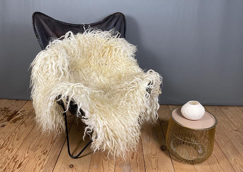 Die Hörnerträgerin.
Hier kommt ein Fell, das dir beim Anblick Gänsehaut zaubern kann – „Die Hörnerträgerin“.
Dieses eindrucksvolle Stück stammt von einem ganzen Zackelschaf – einer uralten, ungarischen Schafrasse mit legendären, korkenzieherförmig gedrehten Hörnern. Eine Erscheinung, die Respekt einflösst – und jetzt als Fell genauso viel Persönlichkeit ausstrahlt wie das Tier selbst.

Die Wolle ist kräftig, wild und ursprünglich – in der Mitte kürzer (rund 10–12 cm), zu den Rändern hin stolz wachsend bis zu 30 cm. Die Farbe: ein natürliches Sonnenwollweiss, das an warmes Licht erinnert – nicht makellos, sondern echt, lebendig und voller Charakter.

Dieses Fell ist kein zartes Kuschelstück – es ist stark, ungezähmt, ein Statement.
Nutze es auf dem Sofa, als Bodenstück, als dramatischen Centerpiece – wo immer du willst, es wird auffallen.
Die robuste Natur des Fells macht es langlebig, und sein wildes Aussehen erzählt von Freiheit, Ursprünglichkeit und vom Zauber der alten Schafrassen.

Mit einem Augenzwinkern: „Der Hörnerträger“ ist sicher kein Fell für Feiglinge – aber für die, die sich trauen, Natur zu wohnen.