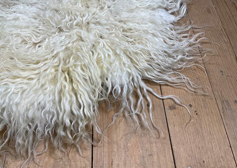 Die Hörnerträgerin.
Hier kommt ein Fell, das dir beim Anblick Gänsehaut zaubern kann – „Die Hörnerträgerin“.
Dieses eindrucksvolle Stück stammt von einem ganzen Zackelschaf – einer uralten, ungarischen Schafrasse mit legendären, korkenzieherförmig gedrehten Hörnern. Eine Erscheinung, die Respekt einflösst – und jetzt als Fell genauso viel Persönlichkeit ausstrahlt wie das Tier selbst.

Die Wolle ist kräftig, wild und ursprünglich – in der Mitte kürzer (rund 10–12 cm), zu den Rändern hin stolz wachsend bis zu 30 cm. Die Farbe: ein natürliches Sonnenwollweiss, das an warmes Licht erinnert – nicht makellos, sondern echt, lebendig und voller Charakter.

Dieses Fell ist kein zartes Kuschelstück – es ist stark, ungezähmt, ein Statement.
Nutze es auf dem Sofa, als Bodenstück, als dramatischen Centerpiece – wo immer du willst, es wird auffallen.
Die robuste Natur des Fells macht es langlebig, und sein wildes Aussehen erzählt von Freiheit, Ursprünglichkeit und vom Zauber der alten Schafrassen.

Mit einem Augenzwinkern: „Der Hörnerträger“ ist sicher kein Fell für Feiglinge – aber für die, die sich trauen, Natur zu wohnen.