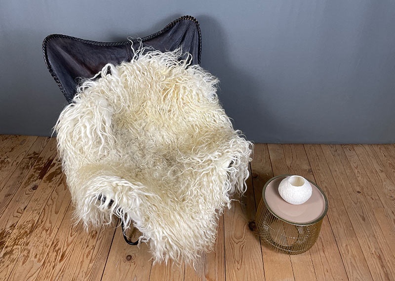 Die Hörnerträgerin.
Hier kommt ein Fell, das dir beim Anblick Gänsehaut zaubern kann – „Die Hörnerträgerin“.
Dieses eindrucksvolle Stück stammt von einem ganzen Zackelschaf – einer uralten, ungarischen Schafrasse mit legendären, korkenzieherförmig gedrehten Hörnern. Eine Erscheinung, die Respekt einflösst – und jetzt als Fell genauso viel Persönlichkeit ausstrahlt wie das Tier selbst.

Die Wolle ist kräftig, wild und ursprünglich – in der Mitte kürzer (rund 10–12 cm), zu den Rändern hin stolz wachsend bis zu 30 cm. Die Farbe: ein natürliches Sonnenwollweiss, das an warmes Licht erinnert – nicht makellos, sondern echt, lebendig und voller Charakter.

Dieses Fell ist kein zartes Kuschelstück – es ist stark, ungezähmt, ein Statement.
Nutze es auf dem Sofa, als Bodenstück, als dramatischen Centerpiece – wo immer du willst, es wird auffallen.
Die robuste Natur des Fells macht es langlebig, und sein wildes Aussehen erzählt von Freiheit, Ursprünglichkeit und vom Zauber der alten Schafrassen.

Mit einem Augenzwinkern: „Der Hörnerträger“ ist sicher kein Fell für Feiglinge – aber für die, die sich trauen, Natur zu wohnen.