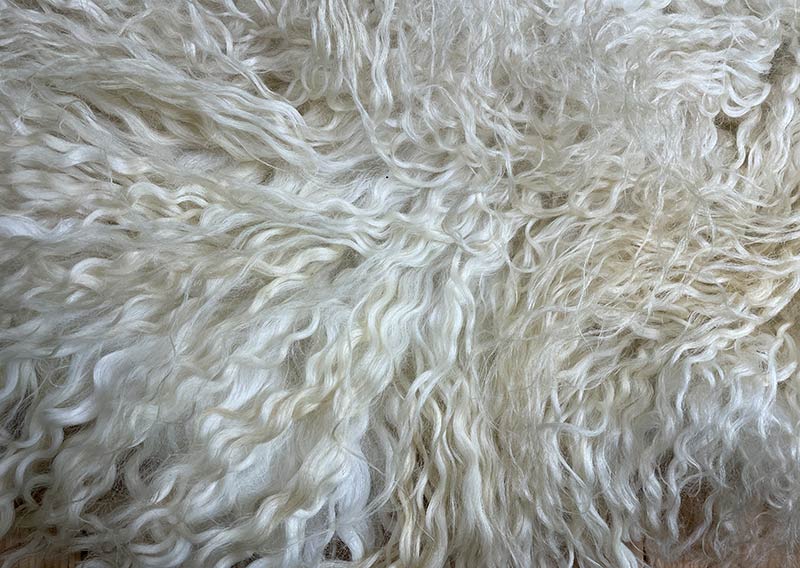 Die Hörnerträgerin.
Hier kommt ein Fell, das dir beim Anblick Gänsehaut zaubern kann – „Die Hörnerträgerin“.
Dieses eindrucksvolle Stück stammt von einem ganzen Zackelschaf – einer uralten, ungarischen Schafrasse mit legendären, korkenzieherförmig gedrehten Hörnern. Eine Erscheinung, die Respekt einflösst – und jetzt als Fell genauso viel Persönlichkeit ausstrahlt wie das Tier selbst.

Die Wolle ist kräftig, wild und ursprünglich – in der Mitte kürzer (rund 10–12 cm), zu den Rändern hin stolz wachsend bis zu 30 cm. Die Farbe: ein natürliches Sonnenwollweiss, das an warmes Licht erinnert – nicht makellos, sondern echt, lebendig und voller Charakter.

Dieses Fell ist kein zartes Kuschelstück – es ist stark, ungezähmt, ein Statement.
Nutze es auf dem Sofa, als Bodenstück, als dramatischen Centerpiece – wo immer du willst, es wird auffallen.
Die robuste Natur des Fells macht es langlebig, und sein wildes Aussehen erzählt von Freiheit, Ursprünglichkeit und vom Zauber der alten Schafrassen.

Mit einem Augenzwinkern: „Der Hörnerträger“ ist sicher kein Fell für Feiglinge – aber für die, die sich trauen, Natur zu wohnen.