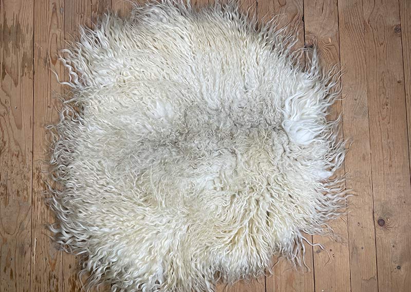 Die Hörnerträgerin.
Hier kommt ein Fell, das dir beim Anblick Gänsehaut zaubern kann – „Die Hörnerträgerin“.
Dieses eindrucksvolle Stück stammt von einem ganzen Zackelschaf – einer uralten, ungarischen Schafrasse mit legendären, korkenzieherförmig gedrehten Hörnern. Eine Erscheinung, die Respekt einflösst – und jetzt als Fell genauso viel Persönlichkeit ausstrahlt wie das Tier selbst.

Die Wolle ist kräftig, wild und ursprünglich – in der Mitte kürzer (rund 10–12 cm), zu den Rändern hin stolz wachsend bis zu 30 cm. Die Farbe: ein natürliches Sonnenwollweiss, das an warmes Licht erinnert – nicht makellos, sondern echt, lebendig und voller Charakter.

Dieses Fell ist kein zartes Kuschelstück – es ist stark, ungezähmt, ein Statement.
Nutze es auf dem Sofa, als Bodenstück, als dramatischen Centerpiece – wo immer du willst, es wird auffallen.
Die robuste Natur des Fells macht es langlebig, und sein wildes Aussehen erzählt von Freiheit, Ursprünglichkeit und vom Zauber der alten Schafrassen.

Mit einem Augenzwinkern: „Der Hörnerträger“ ist sicher kein Fell für Feiglinge – aber für die, die sich trauen, Natur zu wohnen.