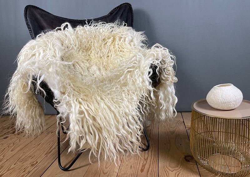 Die Hörnerträgerin.
Hier kommt ein Fell, das dir beim Anblick Gänsehaut zaubern kann – „Die Hörnerträgerin“.
Dieses eindrucksvolle Stück stammt von einem ganzen Zackelschaf – einer uralten, ungarischen Schafrasse mit legendären, korkenzieherförmig gedrehten Hörnern. Eine Erscheinung, die Respekt einflösst – und jetzt als Fell genauso viel Persönlichkeit ausstrahlt wie das Tier selbst.

Die Wolle ist kräftig, wild und ursprünglich – in der Mitte kürzer (rund 10–12 cm), zu den Rändern hin stolz wachsend bis zu 30 cm. Die Farbe: ein natürliches Sonnenwollweiss, das an warmes Licht erinnert – nicht makellos, sondern echt, lebendig und voller Charakter.

Dieses Fell ist kein zartes Kuschelstück – es ist stark, ungezähmt, ein Statement.
Nutze es auf dem Sofa, als Bodenstück, als dramatischen Centerpiece – wo immer du willst, es wird auffallen.
Die robuste Natur des Fells macht es langlebig, und sein wildes Aussehen erzählt von Freiheit, Ursprünglichkeit und vom Zauber der alten Schafrassen.

Mit einem Augenzwinkern: „Der Hörnerträger“ ist sicher kein Fell für Feiglinge – aber für die, die sich trauen, Natur zu wohnen.
