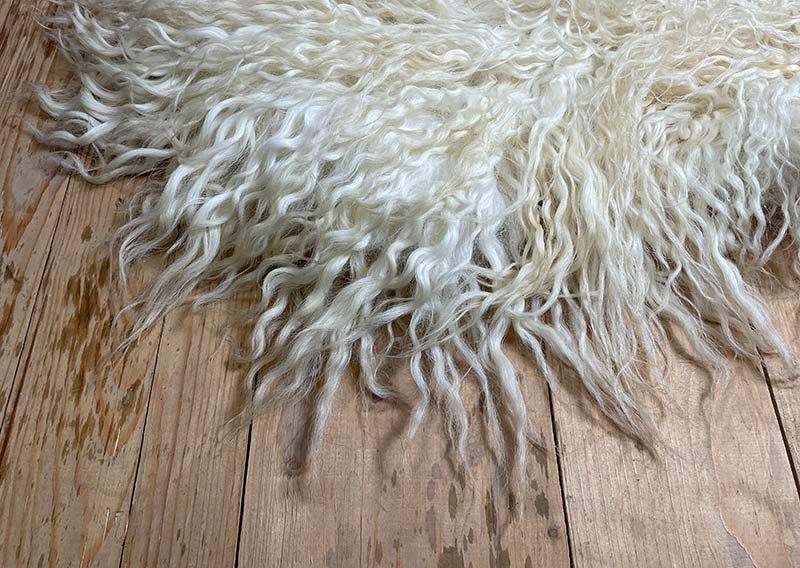 Die Hörnerträgerin.
Hier kommt ein Fell, das dir beim Anblick Gänsehaut zaubern kann – „Die Hörnerträgerin“.
Dieses eindrucksvolle Stück stammt von einem ganzen Zackelschaf – einer uralten, ungarischen Schafrasse mit legendären, korkenzieherförmig gedrehten Hörnern. Eine Erscheinung, die Respekt einflösst – und jetzt als Fell genauso viel Persönlichkeit ausstrahlt wie das Tier selbst.

Die Wolle ist kräftig, wild und ursprünglich – in der Mitte kürzer (rund 10–12 cm), zu den Rändern hin stolz wachsend bis zu 30 cm. Die Farbe: ein natürliches Sonnenwollweiss, das an warmes Licht erinnert – nicht makellos, sondern echt, lebendig und voller Charakter.

Dieses Fell ist kein zartes Kuschelstück – es ist stark, ungezähmt, ein Statement.
Nutze es auf dem Sofa, als Bodenstück, als dramatischen Centerpiece – wo immer du willst, es wird auffallen.
Die robuste Natur des Fells macht es langlebig, und sein wildes Aussehen erzählt von Freiheit, Ursprünglichkeit und vom Zauber der alten Schafrassen.

Mit einem Augenzwinkern: „Der Hörnerträger“ ist sicher kein Fell für Feiglinge – aber für die, die sich trauen, Natur zu wohnen.