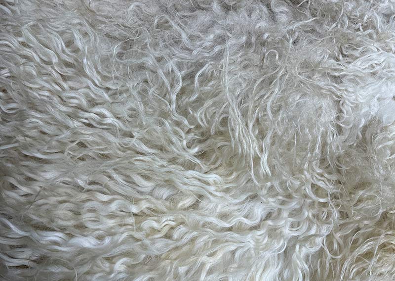 Die Hörnerträgerin.
Hier kommt ein Fell, das dir beim Anblick Gänsehaut zaubern kann – „Die Hörnerträgerin“.
Dieses eindrucksvolle Stück stammt von einem ganzen Zackelschaf – einer uralten, ungarischen Schafrasse mit legendären, korkenzieherförmig gedrehten Hörnern. Eine Erscheinung, die Respekt einflösst – und jetzt als Fell genauso viel Persönlichkeit ausstrahlt wie das Tier selbst.

Die Wolle ist kräftig, wild und ursprünglich – in der Mitte kürzer (rund 10–12 cm), zu den Rändern hin stolz wachsend bis zu 30 cm. Die Farbe: ein natürliches Sonnenwollweiss, das an warmes Licht erinnert – nicht makellos, sondern echt, lebendig und voller Charakter.

Dieses Fell ist kein zartes Kuschelstück – es ist stark, ungezähmt, ein Statement.
Nutze es auf dem Sofa, als Bodenstück, als dramatischen Centerpiece – wo immer du willst, es wird auffallen.
Die robuste Natur des Fells macht es langlebig, und sein wildes Aussehen erzählt von Freiheit, Ursprünglichkeit und vom Zauber der alten Schafrassen.

Mit einem Augenzwinkern: „Der Hörnerträger“ ist sicher kein Fell für Feiglinge – aber für die, die sich trauen, Natur zu wohnen.