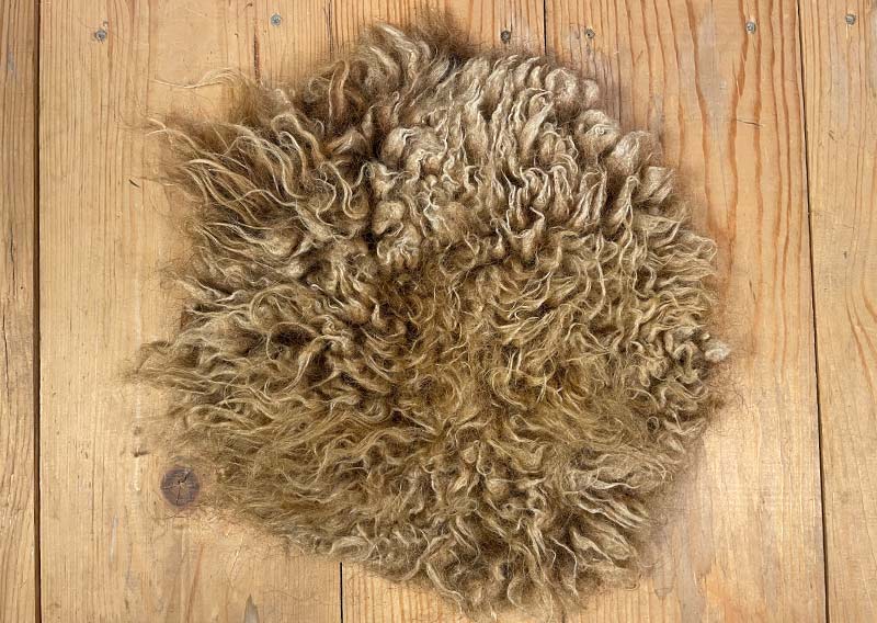 Sitzfell vom Engadiner Schaf – karamellbraun wie gebrannte Mandeln.
Dieses Sitzfell stammt von einem Engadiner Schaf aus dem Kanton Luzern – einer robusten, urtümlichen Rasse mit Geschichte. Ihr dichtes, leicht gelocktes Vlies schimmert in einem warmen Karamellbraun, das mich an gebrannte Mandeln erinnert.

Das Engadiner Schaf gilt als besonders widerstandsfähig und anpassungsfähig, perfekt für das alpine Klima. Seine Wolle ist kräftig, mit Charakter – nicht weich im klassischen Sinn, aber wunderbar authentisch, naturbelassen und voller Leben.

Ein Stück Schweizer Ursprünglichkeit – fürs Sitzen, Spüren und Geniessen.