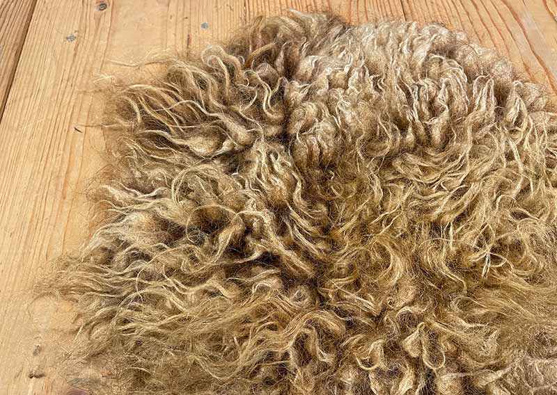 Sitzfell vom Engadiner Schaf – karamellbraun wie gebrannte Mandeln.
Dieses Sitzfell stammt von einem Engadiner Schaf aus dem Kanton Luzern – einer robusten, urtümlichen Rasse mit Geschichte. Ihr dichtes, leicht gelocktes Vlies schimmert in einem warmen Karamellbraun, das mich an gebrannte Mandeln erinnert.

Das Engadiner Schaf gilt als besonders widerstandsfähig und anpassungsfähig, perfekt für das alpine Klima. Seine Wolle ist kräftig, mit Charakter – nicht weich im klassischen Sinn, aber wunderbar authentisch, naturbelassen und voller Leben.

Ein Stück Schweizer Ursprünglichkeit – fürs Sitzen, Spüren und Geniessen.