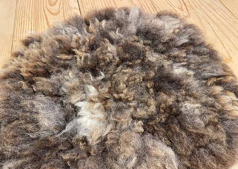 Sitzfell vom Texelschaf – Schokoladenmelange modern.
Dieses Sitzfell stammt von einem blauen Texelschaf von der Insel Texel – ein kompaktes, knuffiges Stück Natur in Schokoladenbraun mit hellen Einsprengseln, ein bisschen wie Schokolade mit einem Hauch Milch. Ein kühles, modernes Braun, das sich mühelos in jede Umgebung einfügt.

Die Wolle ist kräftig, dicht und komfortabel, ideal, um sich darauf niederzulassen, die Seele baumeln zu lassen und einfach den Moment zu geniessen.

Das Texelschaf stammt aus den Niederlanden von der Insel Texel und ist bekannt für seine Vielseitigkeit, Robustheit und sanfte Art. Es liefert Wolle, Fleisch und Ruhepol zugleich – ein echtes Allround-Talent unter den Schafen.

Ein Sitzfell mit Charakter – charmant, ehrlich und jawoll, genau so wie ein Texelschaf es liebt.